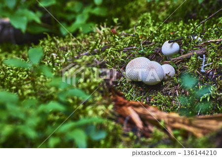 Close Up Wild Puffball Mushrooms On Mossy Forest Floor With Natural Green Foliage Close Up Wild Puffball Mushrooms On Mossy Forest Floor With Natural Green Foliage 136144210