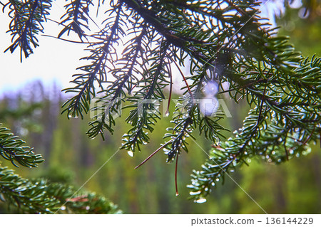 Close Up Evergreen Branches With Water Droplets In Lush Forest Close Up Evergreen Branches With Water Droplets In Lush Forest 136144229