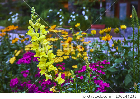 Yellow Snapdragon and Colorful Flowers in Garden Town of Banff Canada 136144235
