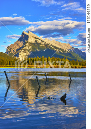 Majestic Mountain Reflected in Vermillion Lakes with Bird and Vibrant Blue Water Majestic Mountain Reflected in Vermillion Lakes with Bird and Vibrant Blue Water 136144239