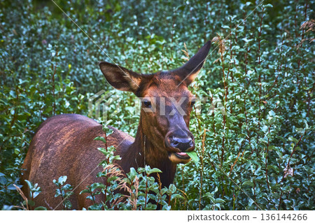 Rocky Mountain Elk Feeding in Lush Greenery Close Up Wildlife Jasper Canada 136144266