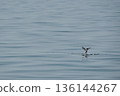 minimal seagulls fly over blue sea nature background 136144267