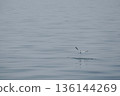 minimal seagulls fly over blue sea nature background 136144269