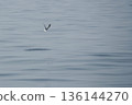 minimal seagulls fly over blue sea nature background 136144270