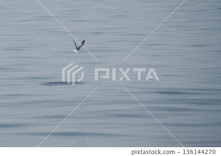 minimal seagulls fly over blue sea nature background 136144270