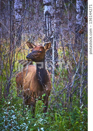 Rocky Mountain Elk Standing in Dense Forest Understory Among Bare Trees Rocky Mountain Elk Standing in Dense Forest Understory Among Bare Trees 136144271