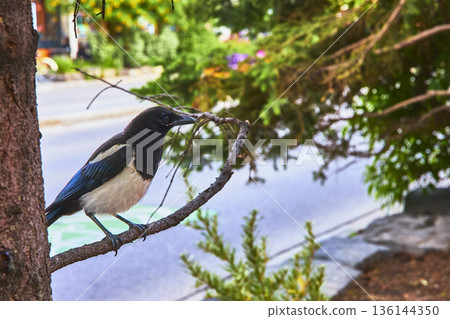 Urban Magpie Perched on Tree Branch in Town of Banff with Lush Summer Foliage Urban Magpie Perched on Tree Branch in Town of Banff with Lush Summer Foliage 136144350