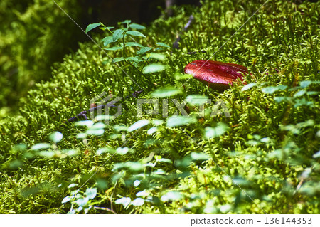 Red Mushroom Growing in Lush Green Moss with Forest Foliage Close Up 136144353