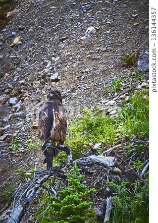 Juvenile Bald Eagle Perched on Rocky Hillside in Wild Canadian Landscape 136144357