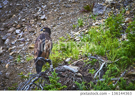 Juvenile Bald Eagle Perched on Rocky Slope in Lush Wilderness Near Maligne Lake 136144363