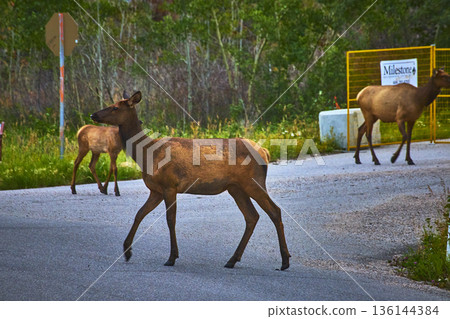 Rocky Mountain Elk Crossing Rural Road with Lush Greenery and Wildlife Near Jasper 136144384