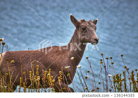 Rocky Mountain Bighorn Sheep by Lake with Wildflowers and Water in Natural Setting Rocky Mountain Bighorn Sheep by Lake with Wildflowers and Water in Natural Setting 136144385