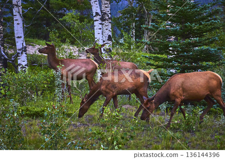 Rocky Mountain Elk Grazing in Lush Forest near Jasper Canada with Birch and Pine Trees 136144396
