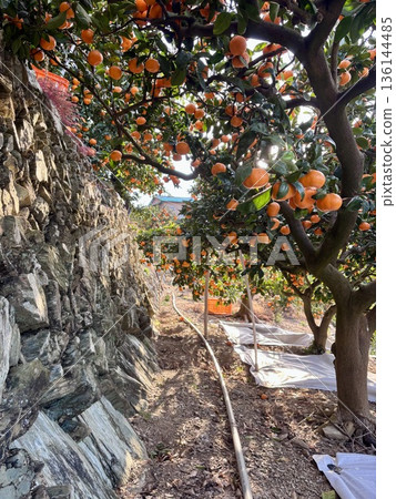 Scenery of Ehime's mandarin orange fields, a bumper harvest season Scenery of Ehime's mandarin orange fields, a bumper harvest season 136144485