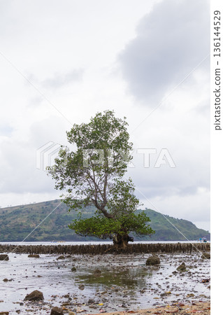 Solitary Tree on Intertidal Tidal Flat under Overcast Sky 136144529