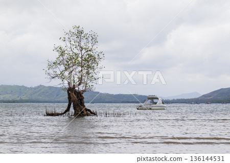 Mangrove tree and partially sunken white boat on shallow coastal water under cloudy sky with distant hills. 136144531