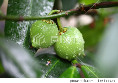 Rain-soaked blue fruit of the canyon peach Rain-soaked blue fruit of the canyon peach 136144584