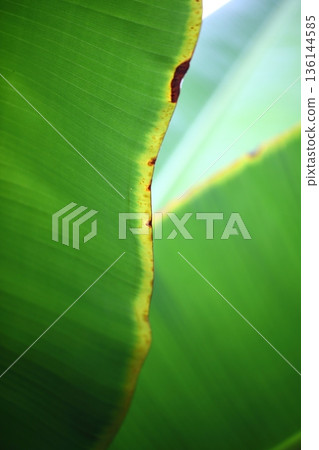 Banana leaf Banana leaf 136144585