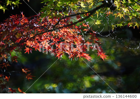 京都真木西名寺院內，鮮紅的楓葉。 136144600