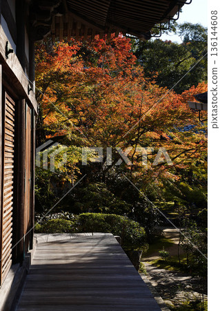 Bright red maple leaves in the grounds of Makio Saimyoji Temple, Kyoto Bright red maple leaves in the grounds of Makio Saimyoji Temple, Kyoto 136144608