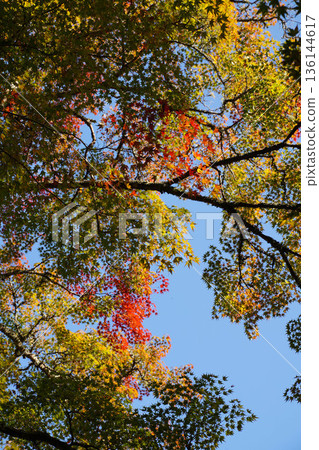 京都真木西名寺院內，鮮紅的楓葉。 136144617