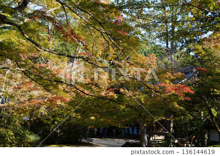 京都真木西名寺院內，鮮紅的楓葉。 136144619