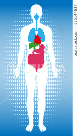 Human Body Silhouette with Highlighted Internal Organs Diagram 136144637