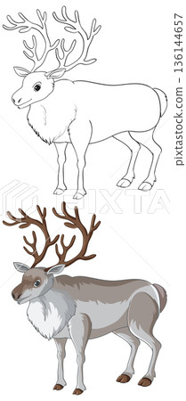 Reindeer Vector Illustration with Line Art and Colored Versions 136144657