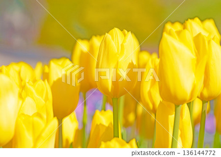 Flowers around the house, various in all seasons. Beautiful early-blooming tulips have bloomed in the flower beds of the botanical garden. 136144772