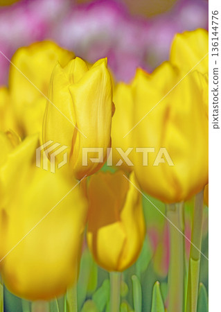 Flowers around the house, various in all seasons. Beautiful early-blooming tulips have bloomed in the flower beds of the botanical garden. 136144776
