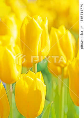 Flowers around the house, various in all seasons. Beautiful early-blooming tulips have bloomed in the flower beds of the botanical garden. 136144779