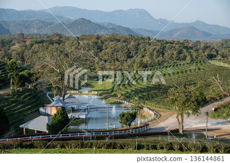 Tea plantation field in Chiang Rai province of Thailand. Camellia sinensis is a species of evergreen shrubs. Its leaves and leaf buds are used to produce tea. Tea plantation field in Chiang Rai province of Thailand. Camellia sinensis is a species of evergreen shrubs. Its leaves and leaf buds are used to produce tea. 136144861