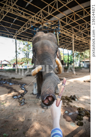 Cropped shot view of person hand feeding a sugar cane to Elephant. Cropped shot view of person hand feeding a sugar cane to Elephant. 136144871