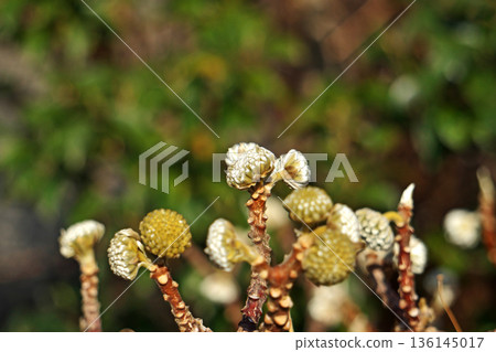 Mitsumata buds and flowers (winter, January) 136145017