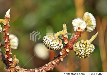 Mitsumata buds and flowers (winter, January) Mitsumata buds and flowers (winter, January) 136145020