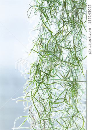 Usune euses Usune euses 136145065
