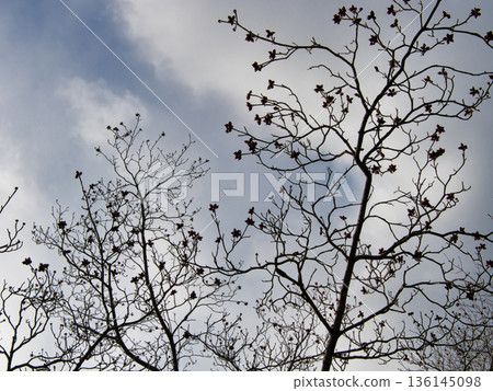 Winter scenery, Okayama Miyama Park 136145098