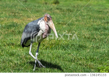 Marabou Stork Strutting Proudly on Green Grass, Majestic Bird in Natural Habitat Marabou Stork Strutting Proudly on Green Grass, Majestic Bird in Natural Habitat 136145133