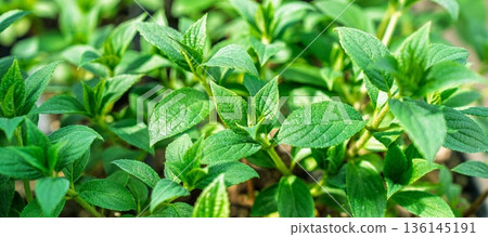 Lush Green Foliage A Vibrant Display of Nature s Beauty and Freshness in Summertime, Hydrangea Lush Green Foliage A Vibrant Display of Nature s Beauty and Freshness in Summertime, Hydrangea 136145191