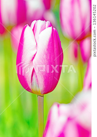 Flowers around the house, various in all seasons. Beautiful early-blooming tulips have bloomed in the flower beds of the botanical garden. 136145202