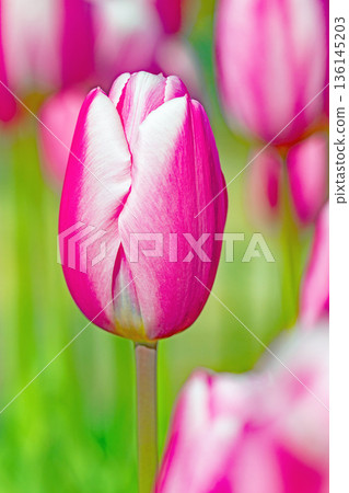 Flowers around the house, various in all seasons. Beautiful early-blooming tulips have bloomed in the flower beds of the botanical garden. 136145203