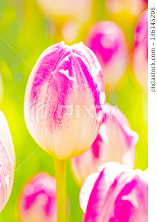 Flowers around the house, various in all seasons. Beautiful early-blooming tulips have bloomed in the flower beds of the botanical garden. Flowers around the house, various in all seasons. Beautiful early-blooming tulips have bloomed in the flower beds of the botanical garden. 136145208