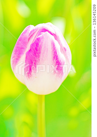 Flowers around the house, various in all seasons. Beautiful early-blooming tulips have bloomed in the flower beds of the botanical garden. Flowers around the house, various in all seasons. Beautiful early-blooming tulips have bloomed in the flower beds of the botanical garden. 136145209