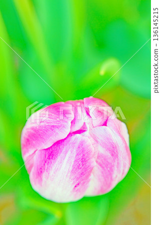 Flowers around the house, various in all seasons. Beautiful early-blooming tulips have bloomed in the flower beds of the botanical garden. 136145215