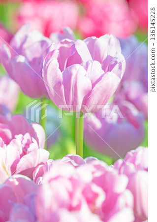 Flowers around the house, various in all seasons. Beautiful early-blooming tulips have bloomed in the flower beds of the botanical garden. 136145228