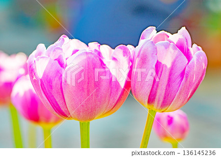 Flowers around the house, various in all seasons. Beautiful early-blooming tulips have bloomed in the flower beds of the botanical garden. Flowers around the house, various in all seasons. Beautiful early-blooming tulips have bloomed in the flower beds of the botanical garden. 136145236