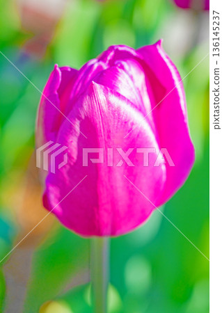 Flowers around the house, various in all seasons. Beautiful early-blooming tulips have bloomed in the flower beds of the botanical garden. Flowers around the house, various in all seasons. Beautiful early-blooming tulips have bloomed in the flower beds of the botanical garden. 136145237