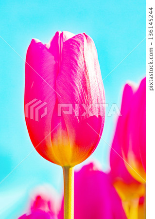 Flowers around the house, various in all seasons. Beautiful early-blooming tulips have bloomed in the flower beds of the botanical garden. Flowers around the house, various in all seasons. Beautiful early-blooming tulips have bloomed in the flower beds of the botanical garden. 136145244