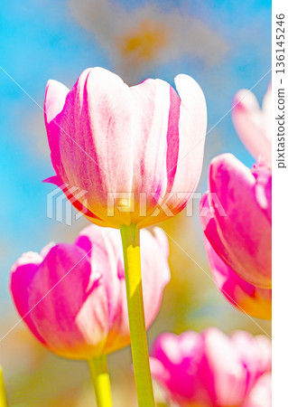 Flowers around the house, various in all seasons. Beautiful early-blooming tulips have bloomed in the flower beds of the botanical garden. Flowers around the house, various in all seasons. Beautiful early-blooming tulips have bloomed in the flower beds of the botanical garden. 136145246