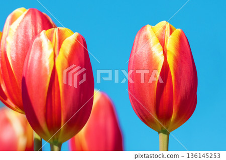 Flowers around the house, various in all seasons. Beautiful early-blooming tulips have bloomed in the flower beds of the botanical garden. Flowers around the house, various in all seasons. Beautiful early-blooming tulips have bloomed in the flower beds of the botanical garden. 136145253